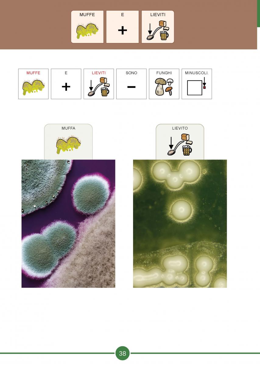 Pagina libro Classe 4 Scienze